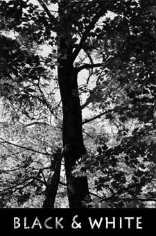 Black & White menu banner