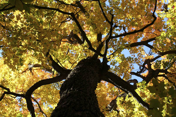 Yellow Tree